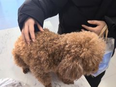 -瑞派宠物医院·24h·骨外科·皮肤科·全科宠物医疗转诊中心(沈阳浑南院)