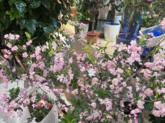 -双季花艺园艺市场(浦东店)
