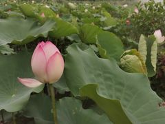 -嘉模圣母教堂