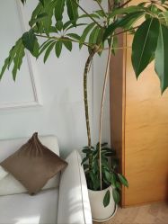 -HEYAN荷妍专业脱毛连锁机构