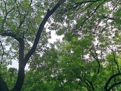 -北京国子监胡同