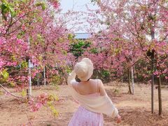 -天适樱花悠乐园