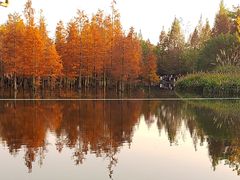 -白鹭湾湿地公园