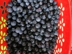 -金谷域澳洲庄园