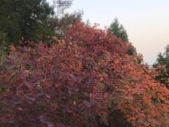 -鬼笑石后山停车场