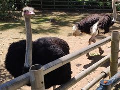 -大连森林动物园