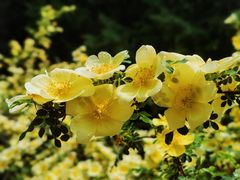 -东升八家郊野公园