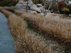 -莲花池公园