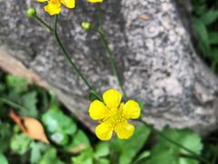 -碓臼峪自然风景区