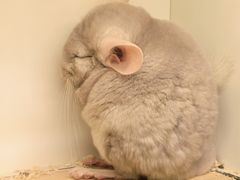 -龙猫仔乐园(惠福东路店)