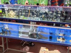 -哈尔滨道外花鸟鱼市场