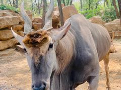 -北京野生动物园