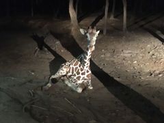 -清迈夜间动物园
