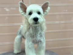 -FAELING PETS美天灵宠物(合生汇店)
