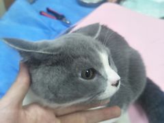 -康乐宝动物医院