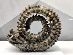 -贝壳王国博物馆