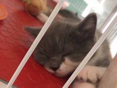 -我爱猫咪·猫咖·狗咖·安哥拉兔·羊驼咖(小寨华旗店)