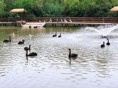 -溱湖国家湿地公园