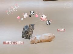 -藏猫猫咖啡主题馆(中央大道店)