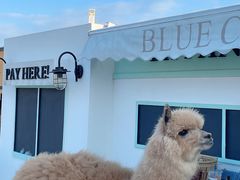 -Blue Concept Cafe&Farm·關於藍