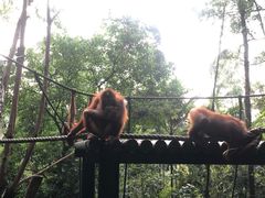 -广州长隆野生动物世界