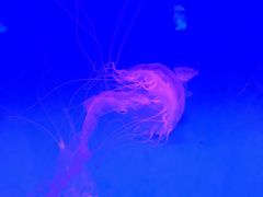 -瑞普利水族馆
