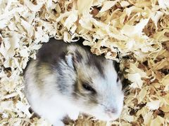 -怪兽屋·羊驼·猫咖·狗咖(俊华广场店)