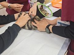 -美联众合动物医院·24h转诊中心