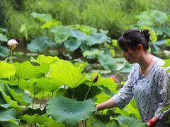 -荷风细雨·中国茶宴(碧云店)