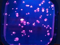 -西安曲江海洋极地公园