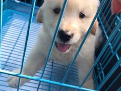 -翊宠yipet猫狗购宠庄园犬舍•猫舍