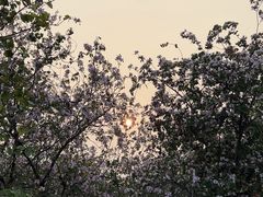 -广东花都湖国家湿地公园