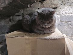-猫色咖啡·猫咖