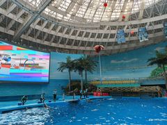 -海合安成都极地海洋公园