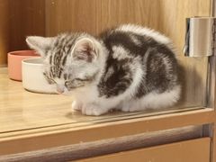 -米乐乖乖猫咪咖啡馆·猫咖(深圳湾后海汇店)