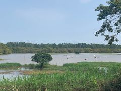 -大湾区中央湿地公园