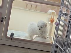 -翊宠yipet猫狗购宠庄园犬舍•猫舍