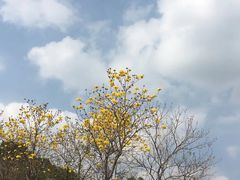 -云溪植物园