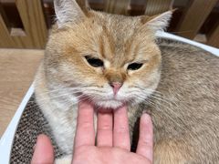 -南京Hallo宠物乐园·哈罗犬舍·柴犬繁育基地