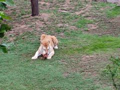 -西霞口神雕山野生动物世界