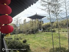 -大唐贡茶院