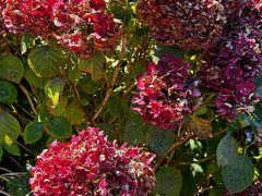 -墨尔本皇家植物园