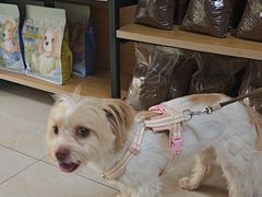 -康爱犬猫诊所·牙专科·骨外科·影像内科(丰宁店)