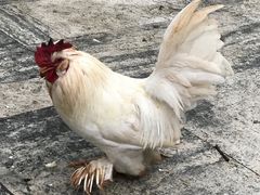 -安塔利亚博物馆