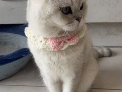 -关爱宠物医院·猫科中心·消化科(滨湖万达分院)