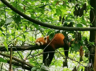 周末在青城山玩儿，小朋友又闹着要去熊猫谷，说想和小熊