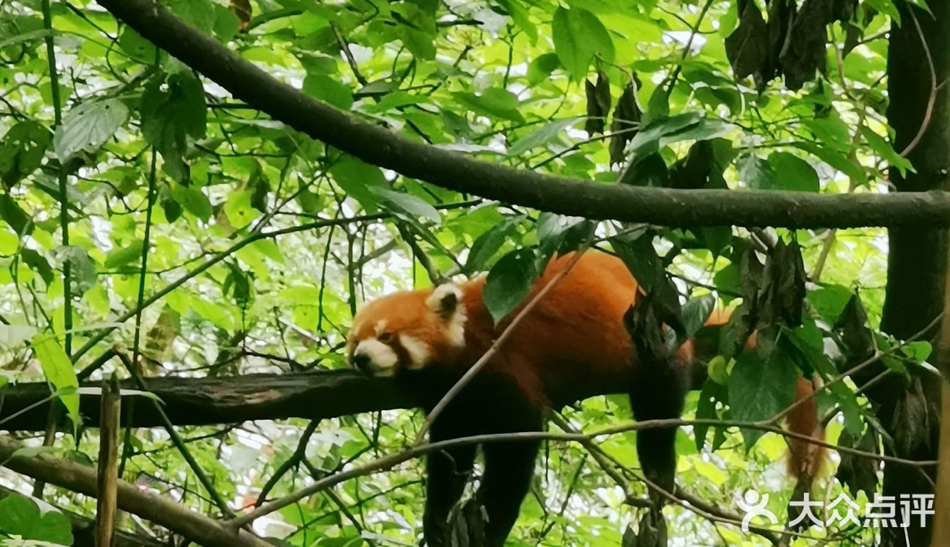 闯入熊猫🐼睡眠王国？[害羞]