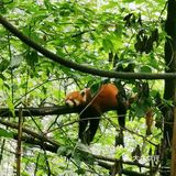 闯入熊猫🐼睡眠王国？[害羞]