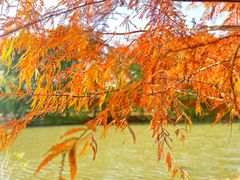 -上海海湾国家森林公园