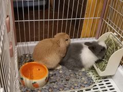-猫猫幼稚园·撸猫·桌游·电玩